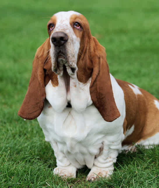 whoodle dog