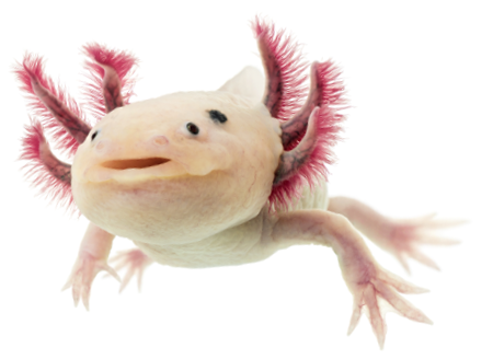 sea-creature